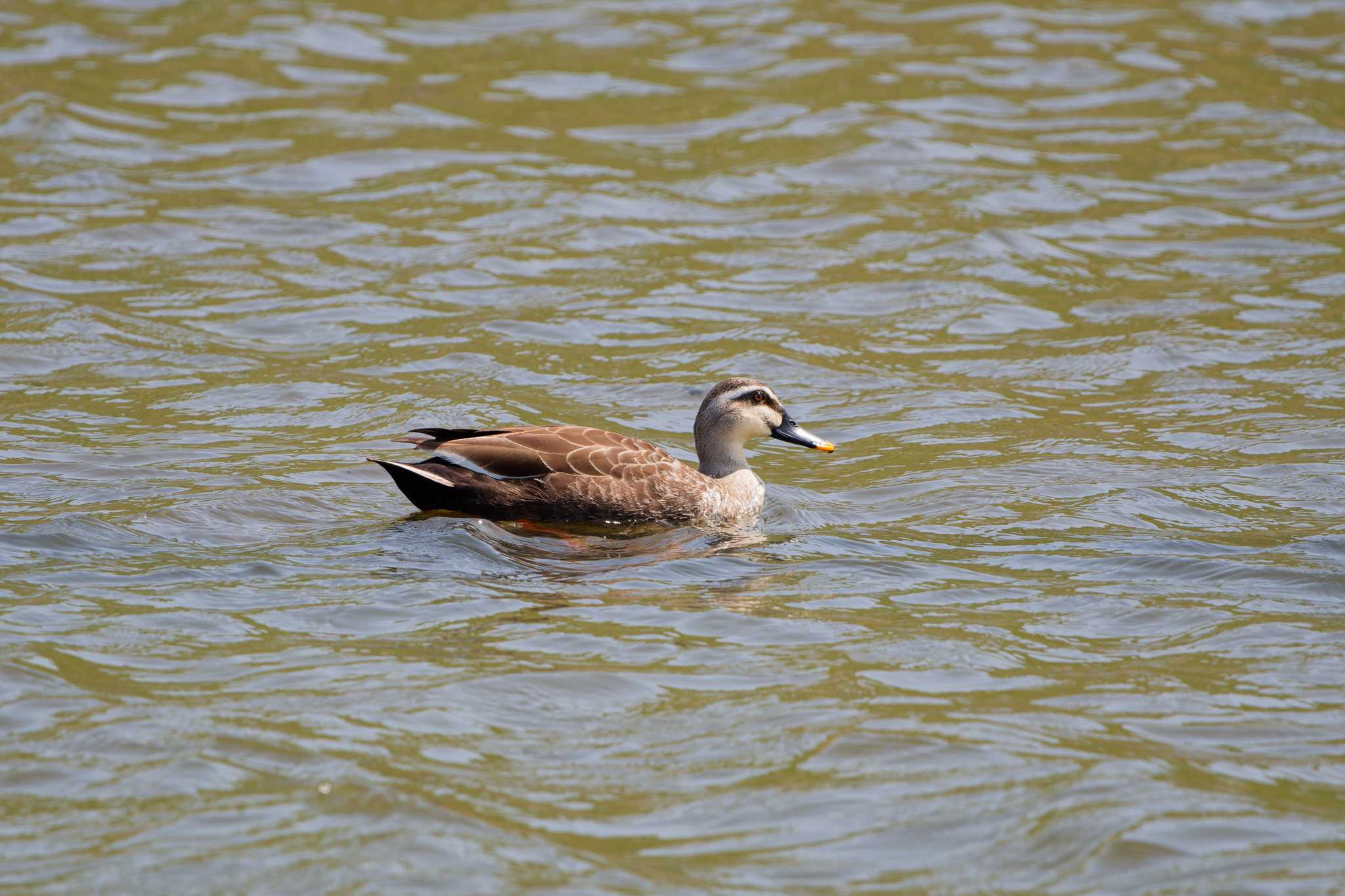 Photo of Eastern Spot-billed Duck at 境川遊水地公園 by ばくさん