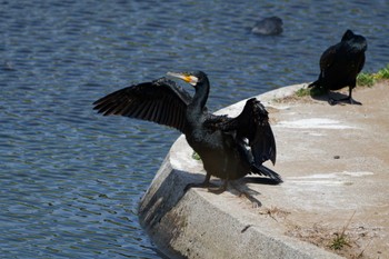 カワウ 境川遊水地公園 2024年3月31日(日)