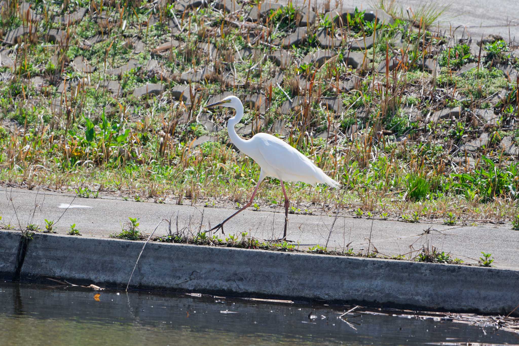 Great Egret