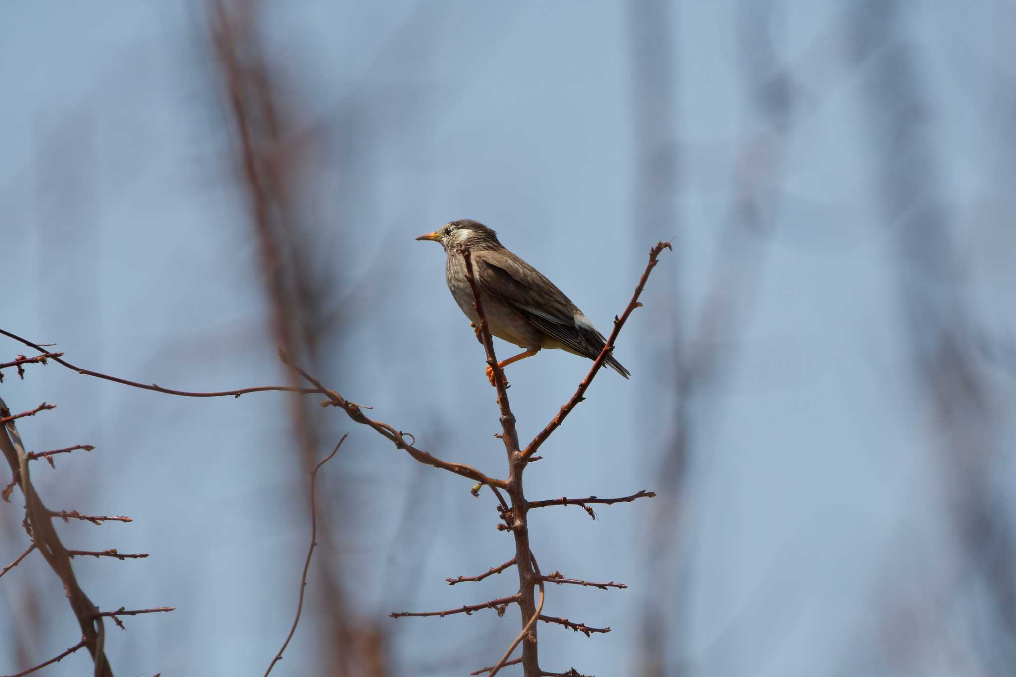 White-cheeked Starling