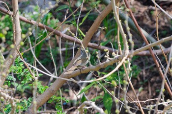 2024年3月31日(日) 境川遊水地公園の野鳥観察記録