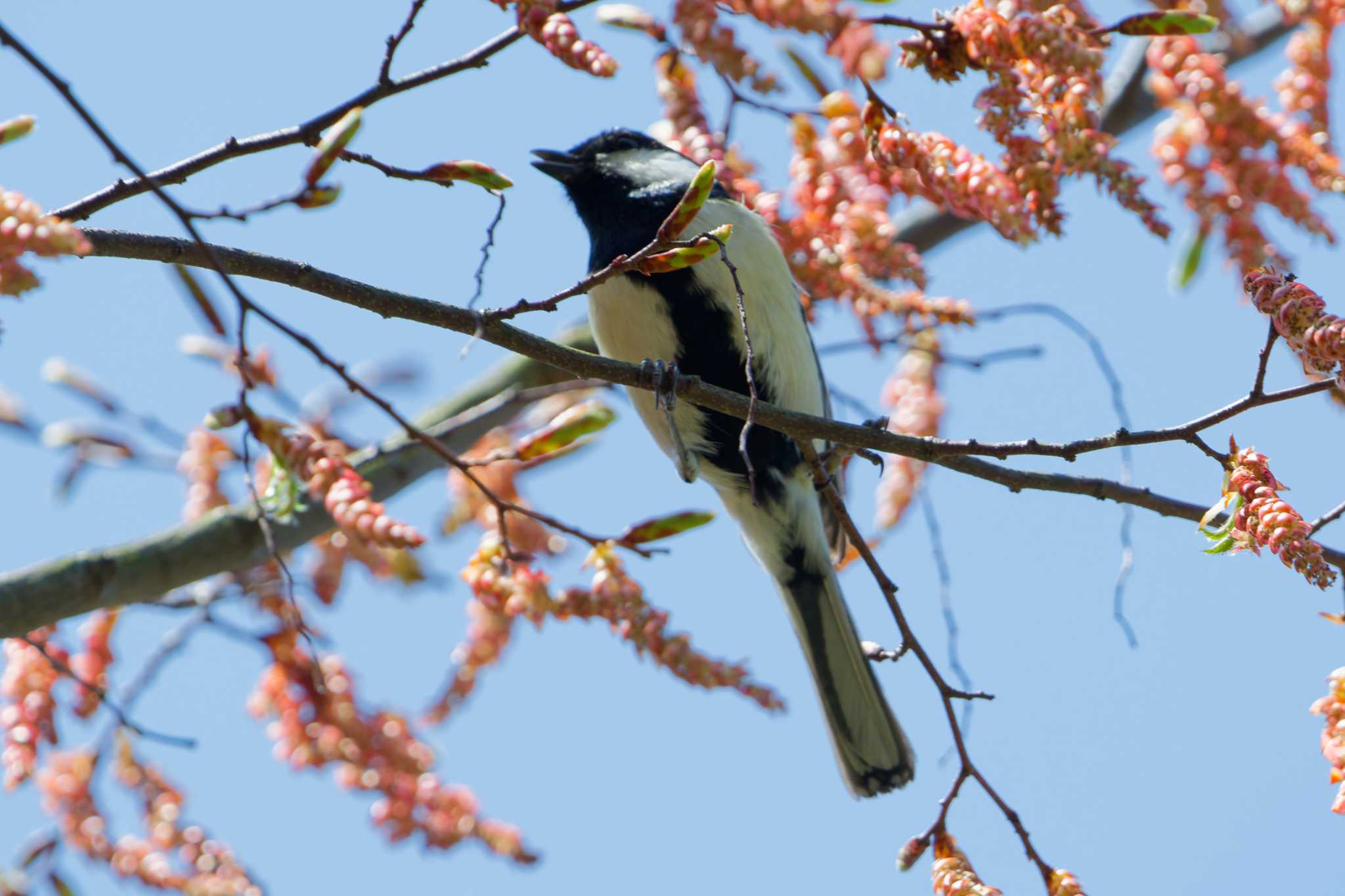 シジュウカラ