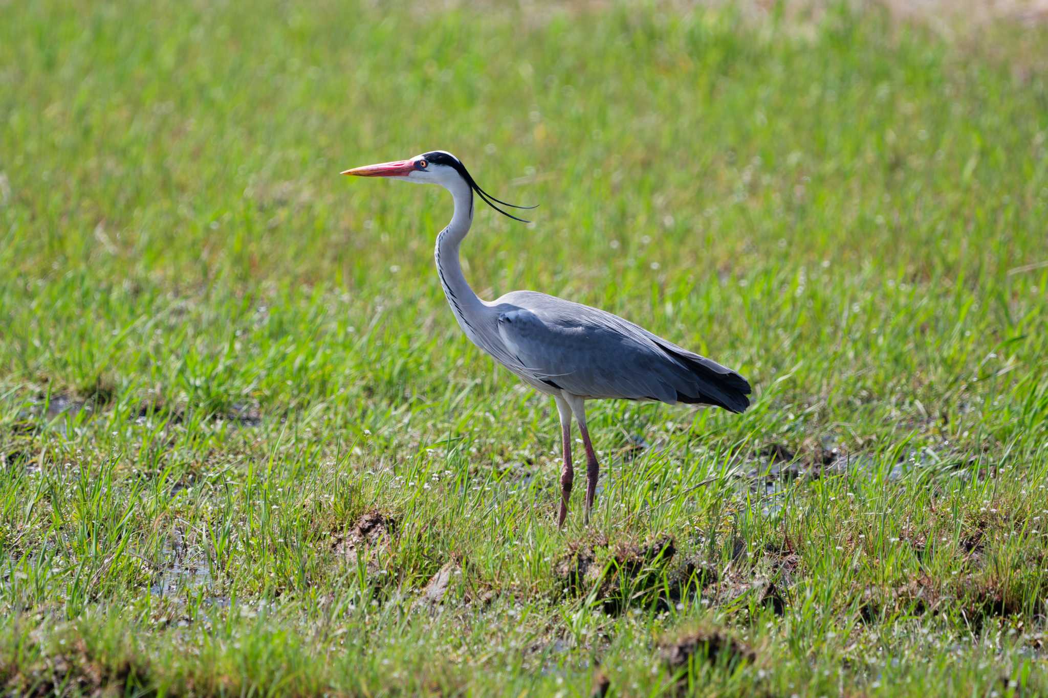 Grey Heron