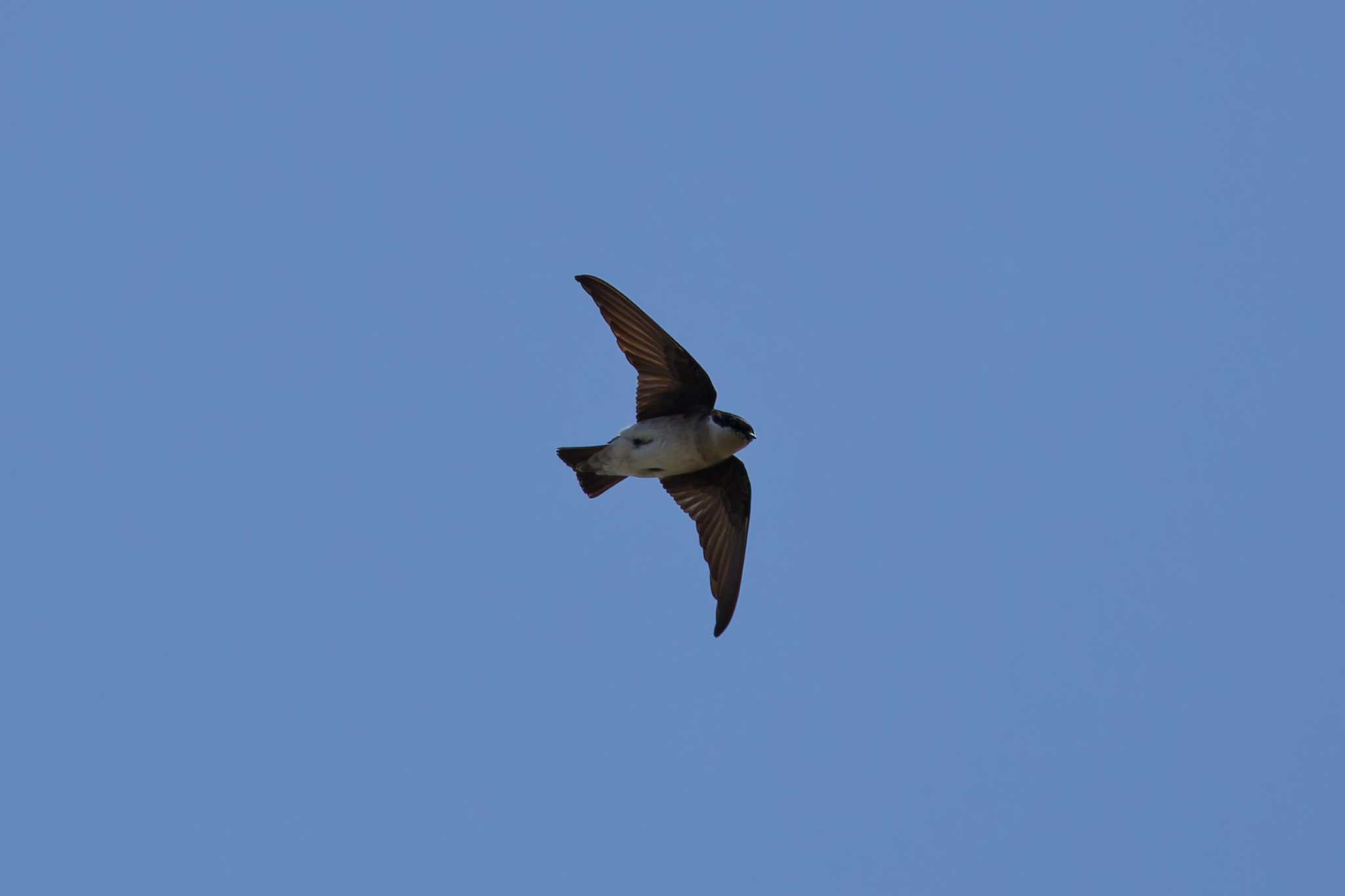 Asian House Martin