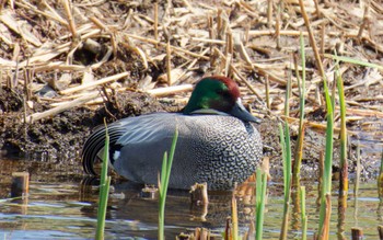 Falcated Duck 境川遊水地公園 Sun, 3/31/2024