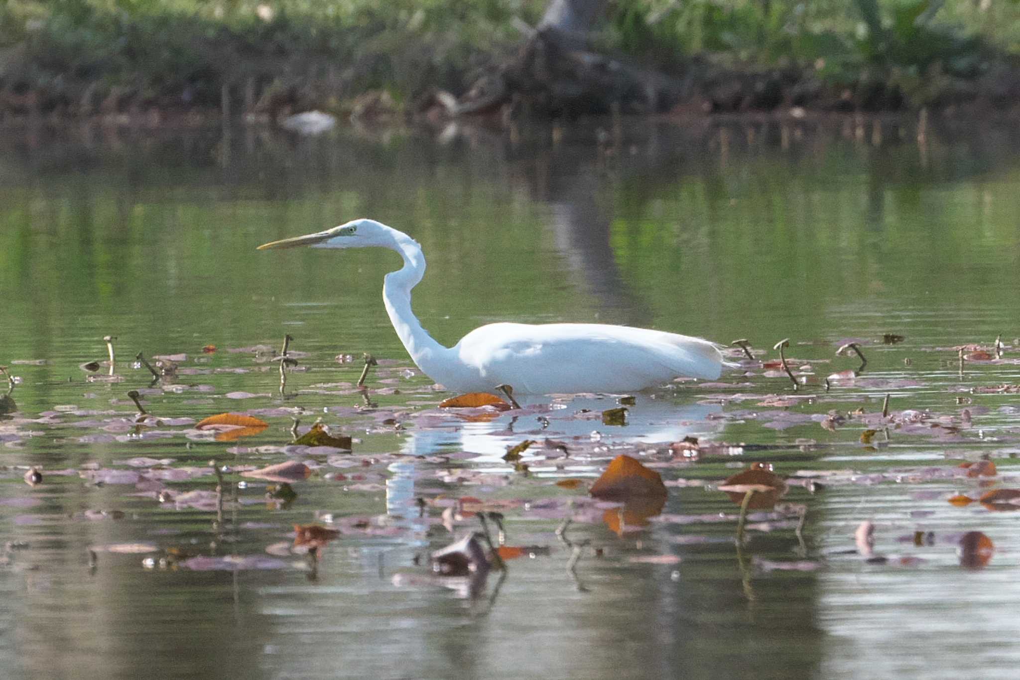 Photo of Great Egret at Mizumoto Park by Y. Watanabe