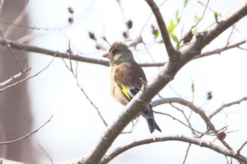 Grey-capped Greenfinch Mizumoto Park Sun, 3/31/2024