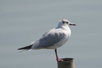 Black-headed Gull Mizumoto Park Sun, 3/31/2024