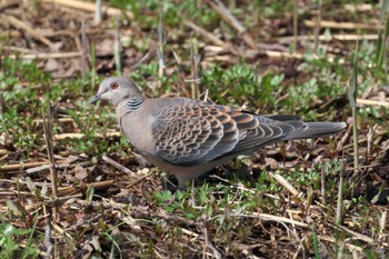 Oriental Turtle Dove Mizumoto Park Sun, 3/31/2024