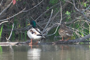 Mallard Mizumoto Park Sun, 3/31/2024