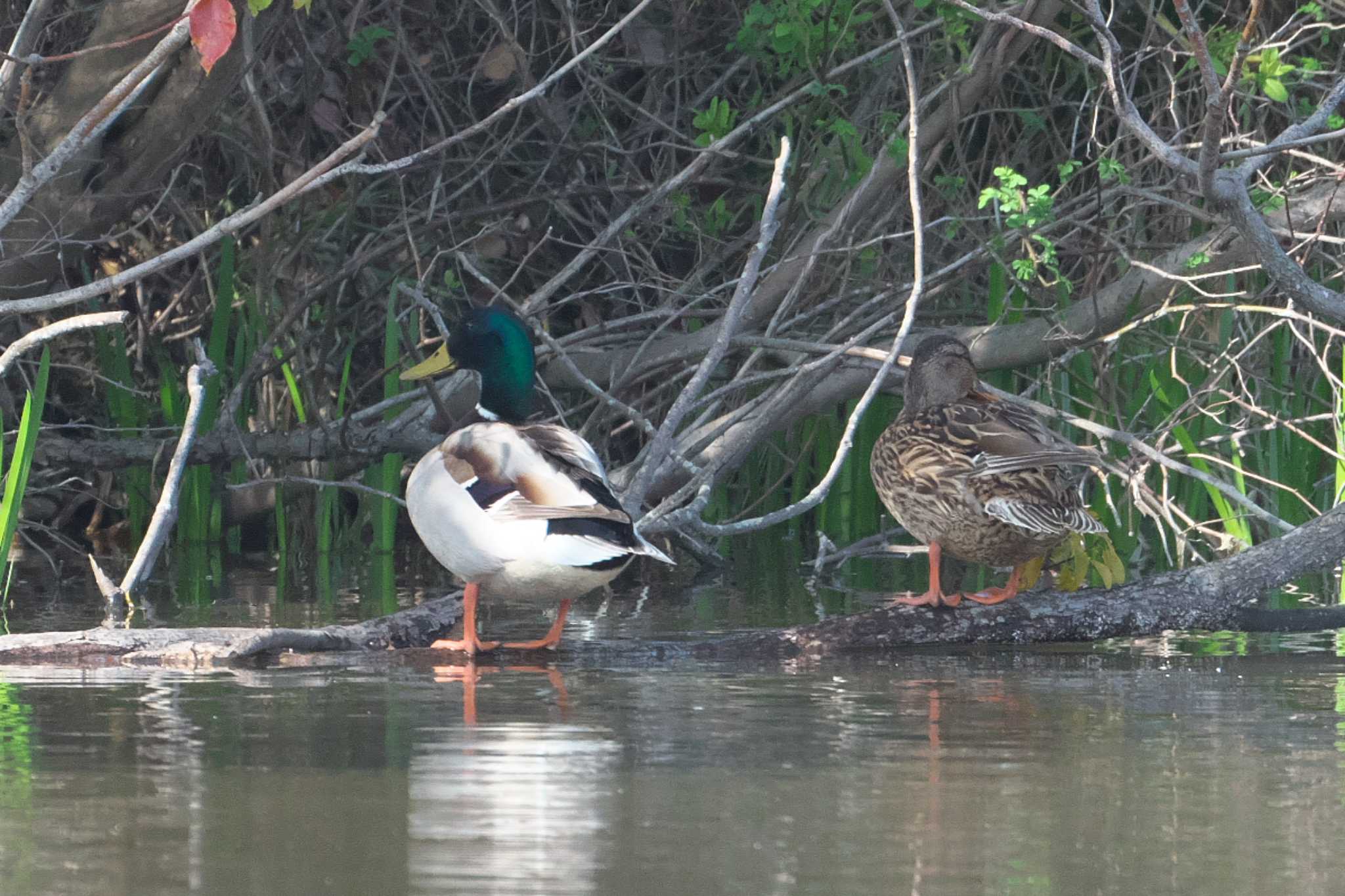 Photo of Mallard at Mizumoto Park by Y. Watanabe