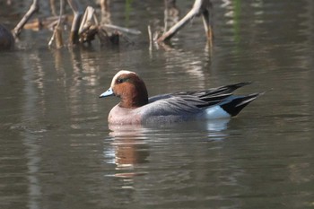 Eurasian Wigeon Mizumoto Park Sun, 3/31/2024