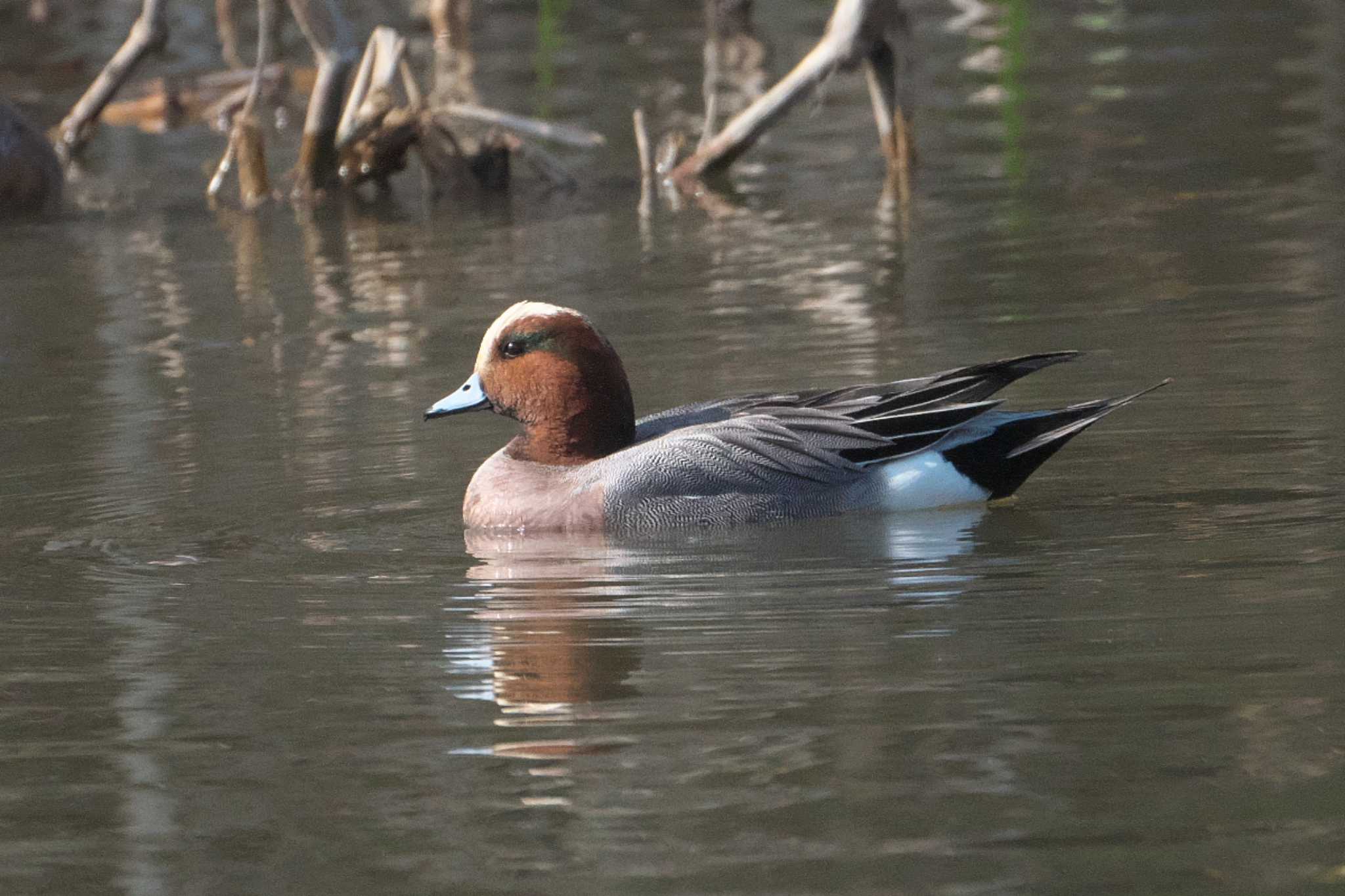 Photo of Eurasian Wigeon at Mizumoto Park by Y. Watanabe