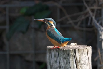 Common Kingfisher Mizumoto Park Sun, 3/31/2024