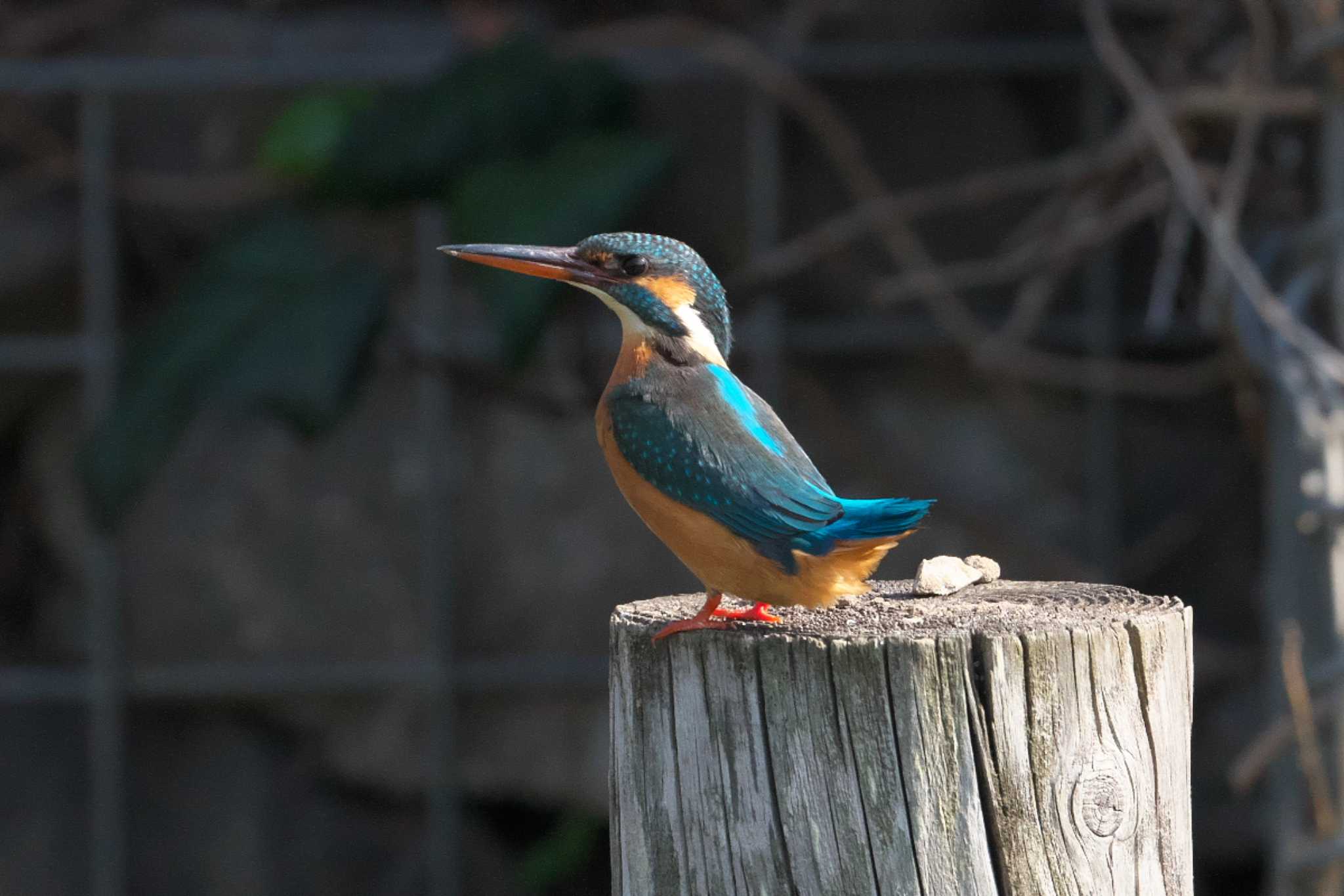 Photo of Common Kingfisher at Mizumoto Park by Y. Watanabe