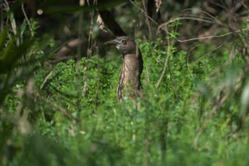 Japanese Night Heron Mizumoto Park Sun, 3/31/2024