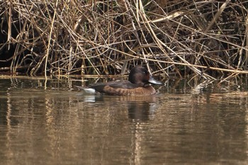 Baer's Pochard Mizumoto Park Sun, 3/31/2024