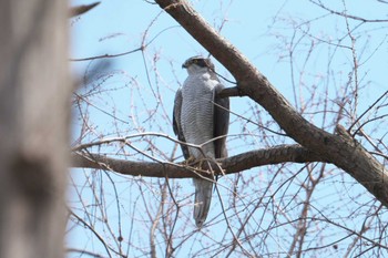 Eurasian Goshawk Mizumoto Park Sun, 3/31/2024