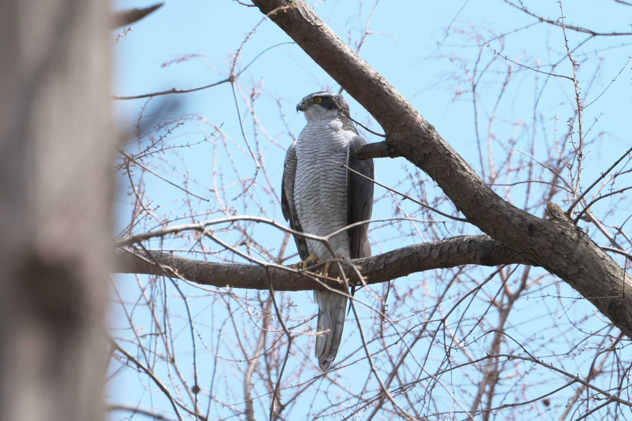 Photo of Eurasian Goshawk at Mizumoto Park by Y. Watanabe