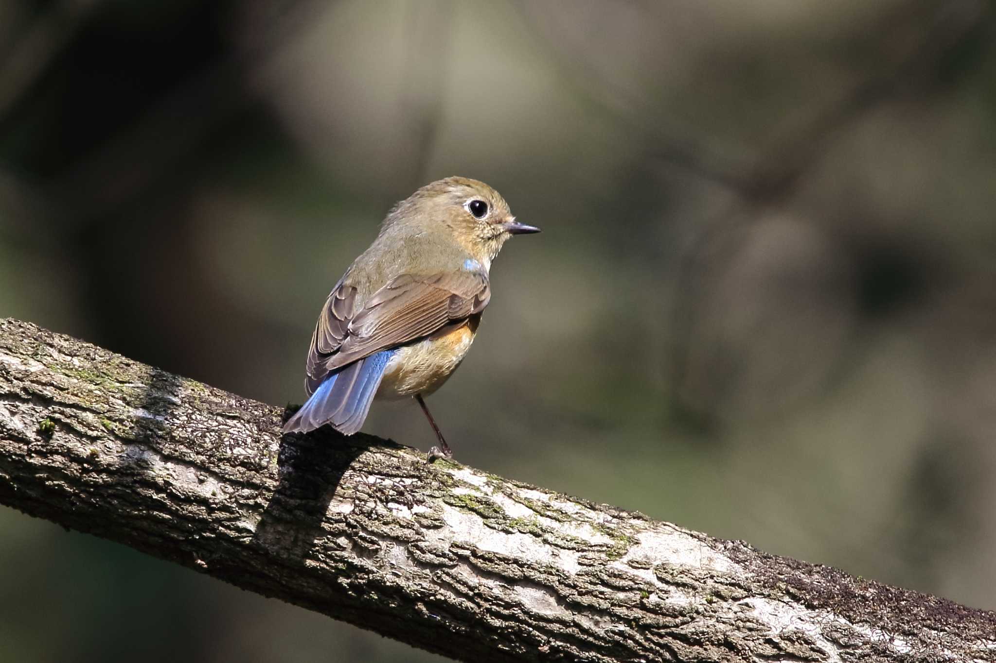 Red-flanked Bluetail