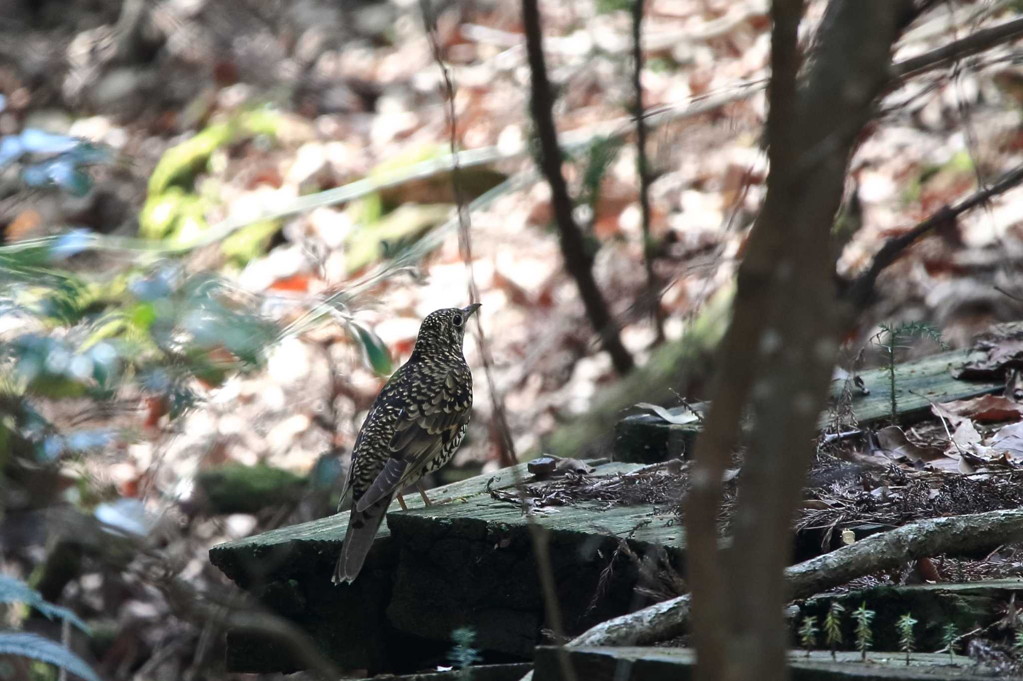 トラツグミ