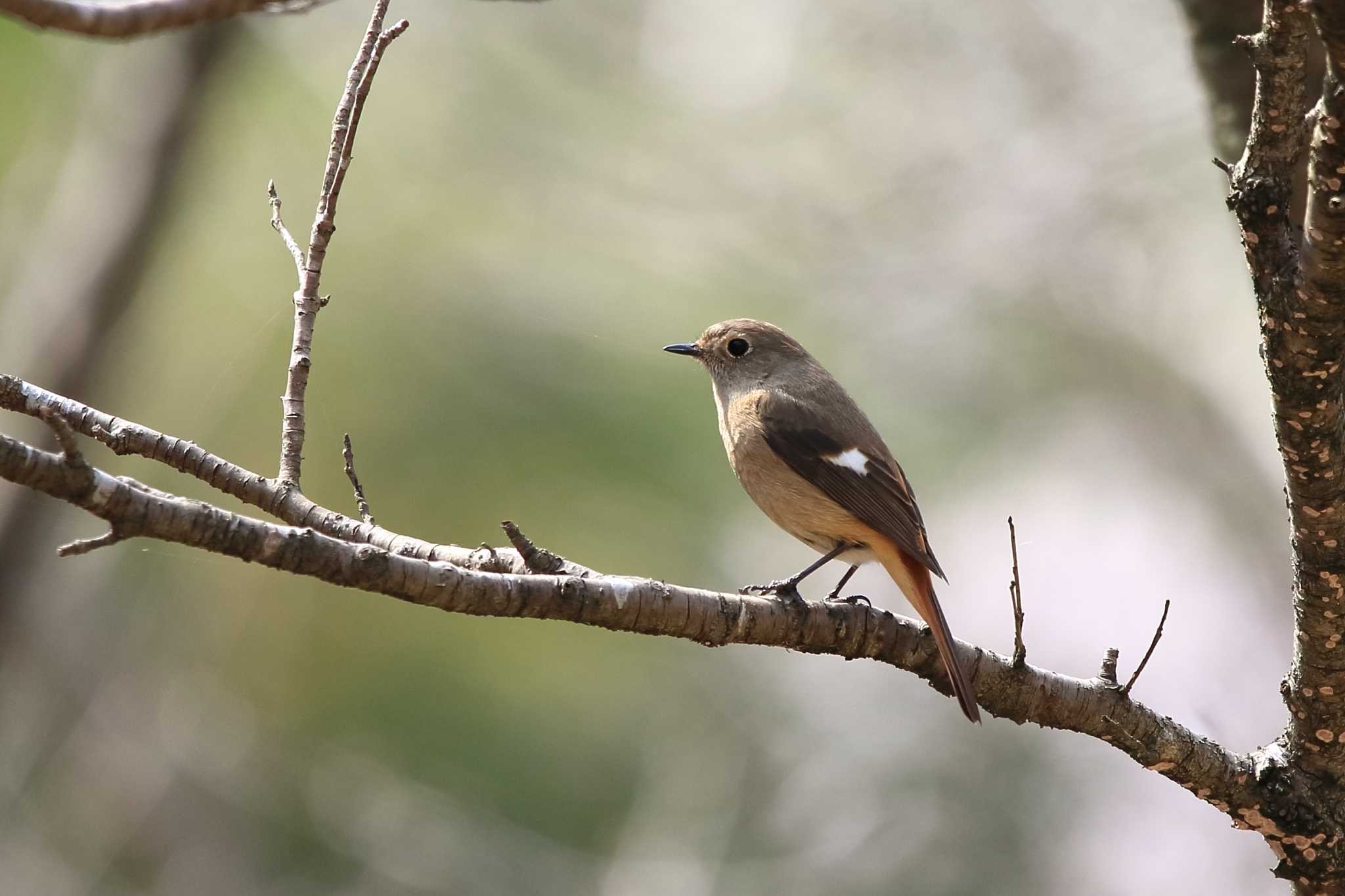 Photo of Daurian Redstart at 各務野自然遺産の森 by Button-Down Freak