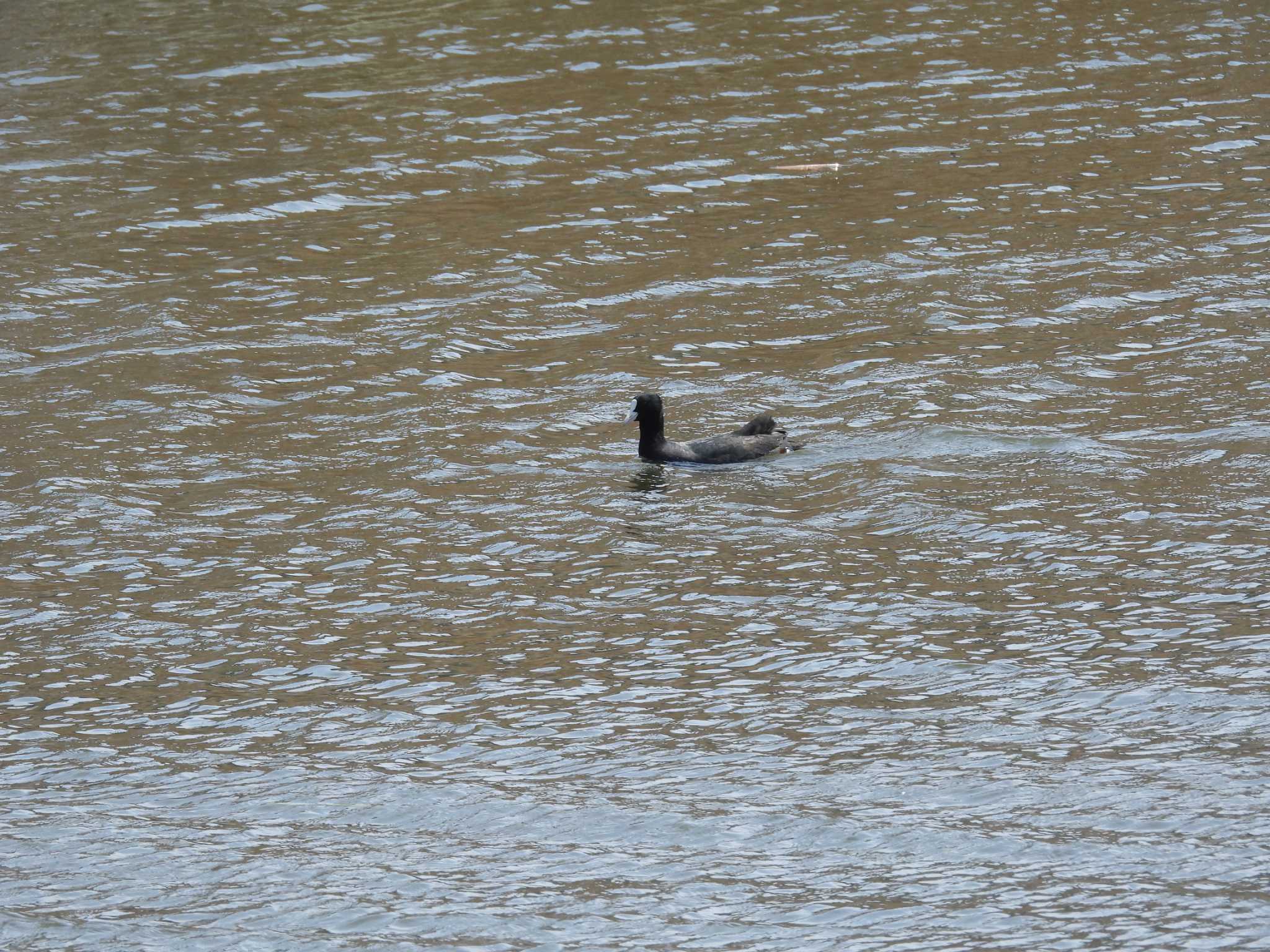 Photo of Eurasian Coot at 境川遊水地公園 by ばくさん