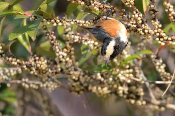 Varied Tit 各務野自然遺産の森 Sun, 3/31/2024