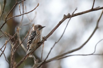 Japanese Pygmy Woodpecker 各務野自然遺産の森 Sun, 3/31/2024