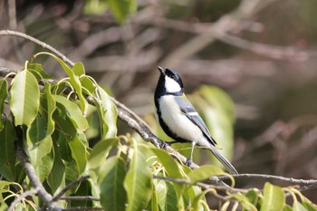 シジュウカラ 各務野自然遺産の森 2024年3月31日(日)