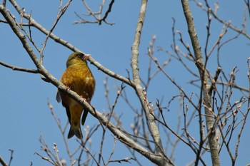 Grey-capped Greenfinch 各務野自然遺産の森 Sun, 3/31/2024