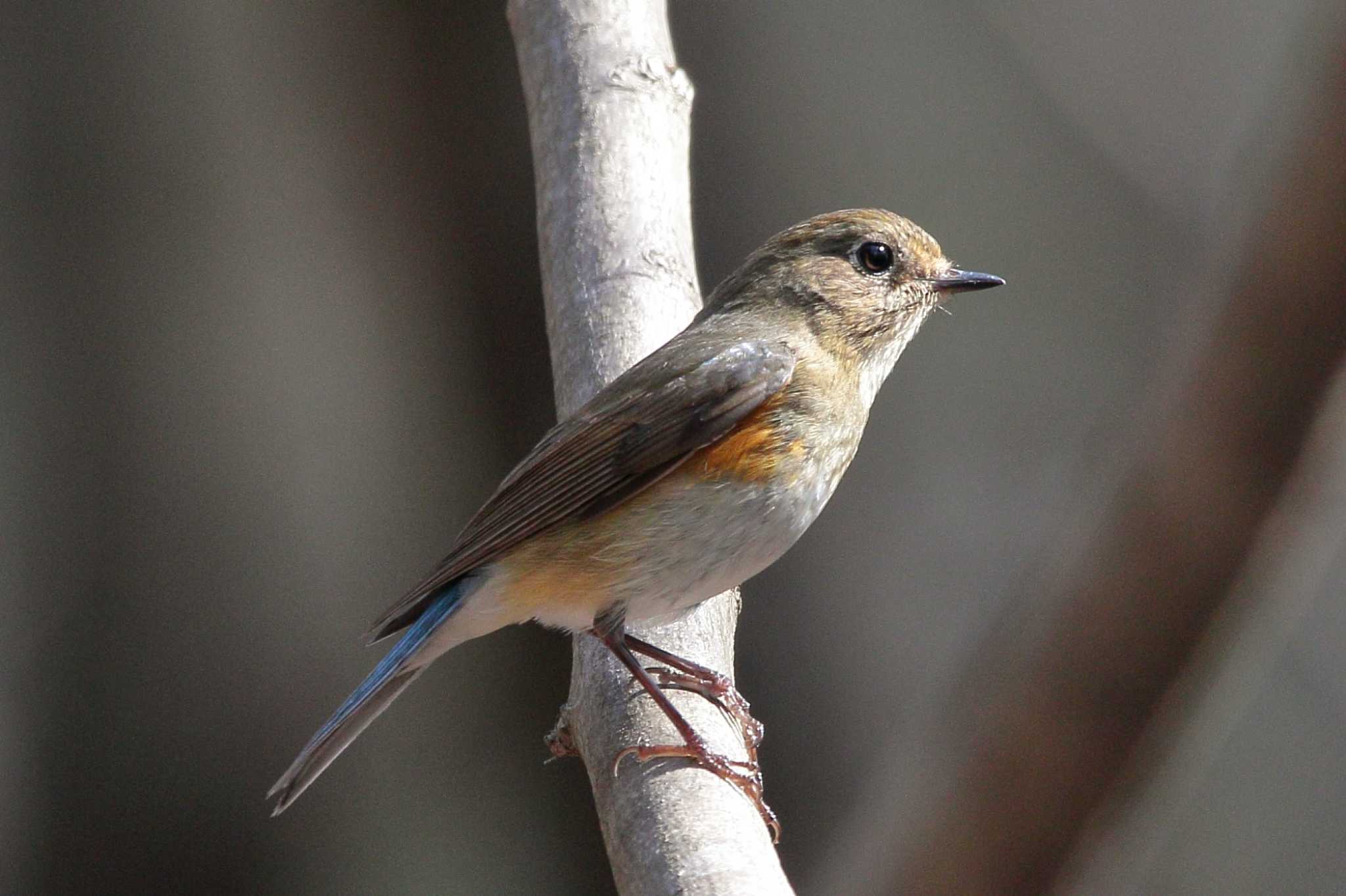 Red-flanked Bluetail