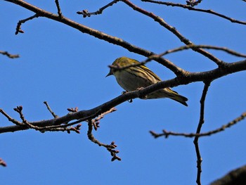 Eurasian Siskin 京都府亀岡市 Sun, 3/31/2024