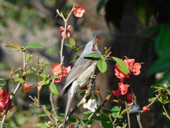 Brown-eared Bulbul Higashitakane Forest park Sun, 3/31/2024