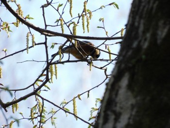 Varied Tit Higashitakane Forest park Sun, 3/31/2024