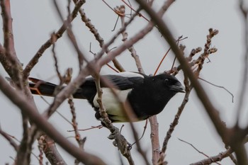 Eurasian Magpie 熊本港 Sun, 3/31/2024