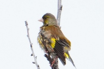 Grey-capped Greenfinch 熊本港親水緑地広場 Sun, 3/31/2024