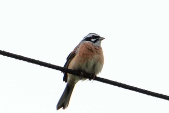 Meadow Bunting 熊本港親水緑地広場 Sun, 3/31/2024