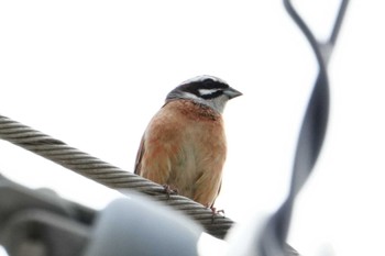 Meadow Bunting 熊本港親水緑地広場 Sun, 3/31/2024