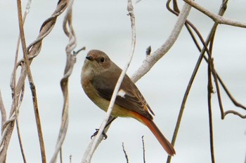 Daurian Redstart 熊本港 Sun, 3/31/2024