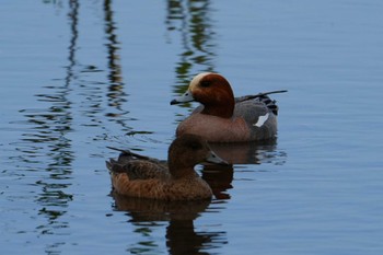 Eurasian Wigeon 江津湖 Sun, 3/31/2024