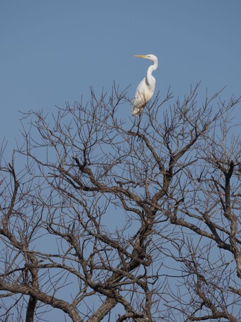 Great Egret Unknown Spots Sun, 3/31/2024