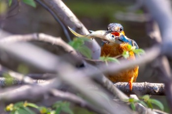 カワセミ 花島公園 2024年3月31日(日)