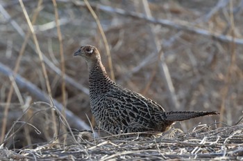 Green Pheasant 笛吹川 Sun, 3/31/2024