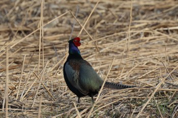 Green Pheasant 笛吹川 Sun, 3/31/2024