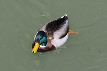 Mallard 笛吹川 Sun, 3/31/2024