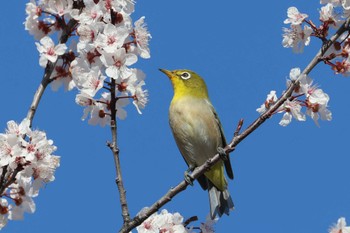 Warbling White-eye 笛吹川 Sun, 3/31/2024