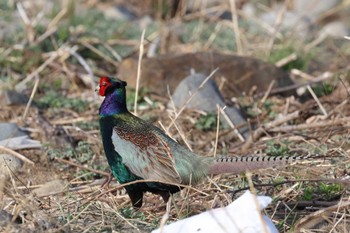 Green Pheasant 笛吹川 Sun, 3/31/2024