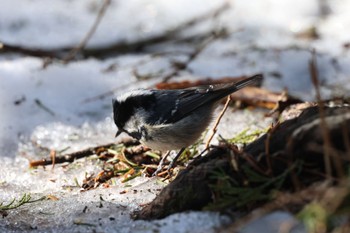 Coal Tit 奥日光 Sun, 3/31/2024