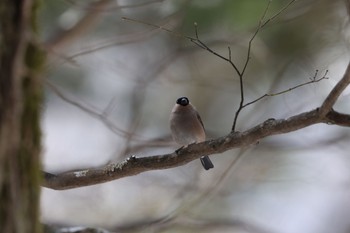 Eurasian Bullfinch 奥日光 Sun, 3/31/2024